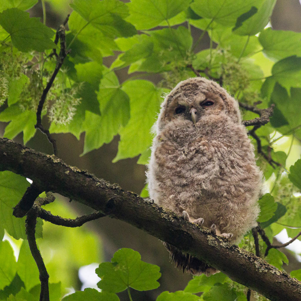 Baby owl in the stumpery