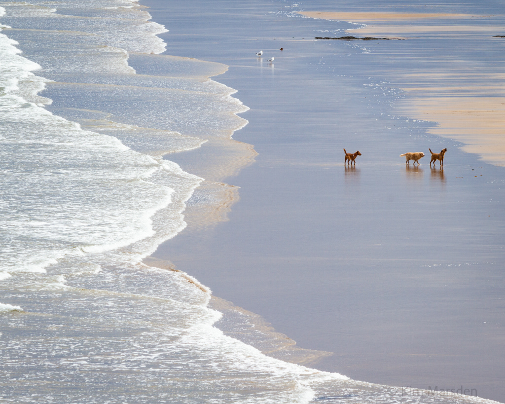 Dogs loving their walk on a Northumberland beach