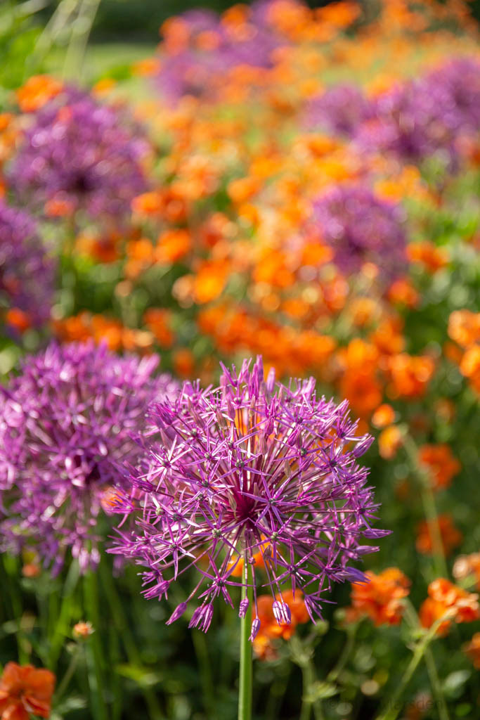 New walled garden in late spring