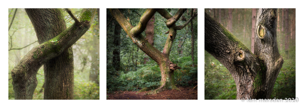 Crossover (Triptych)