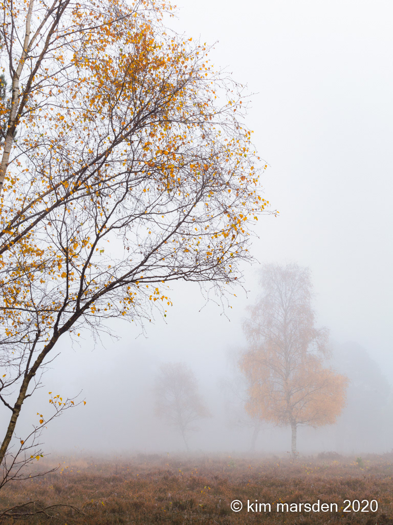 Gold in the mist