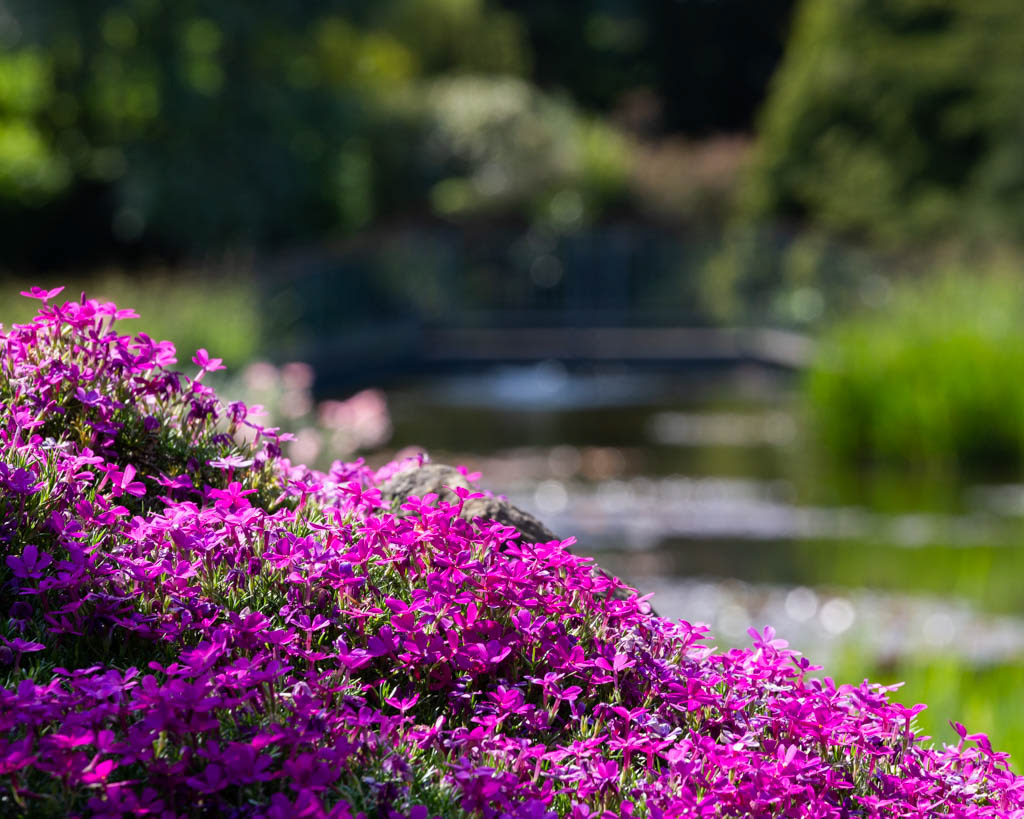 Rock Garden in Late Spring
