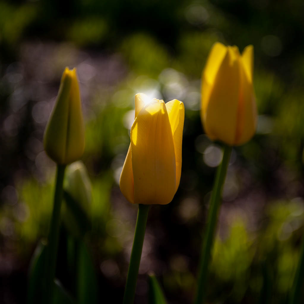 Tulip Festival Time