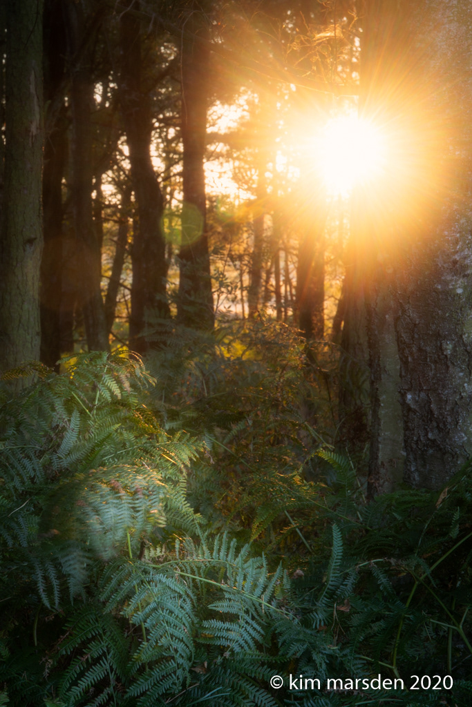 Light through the trees