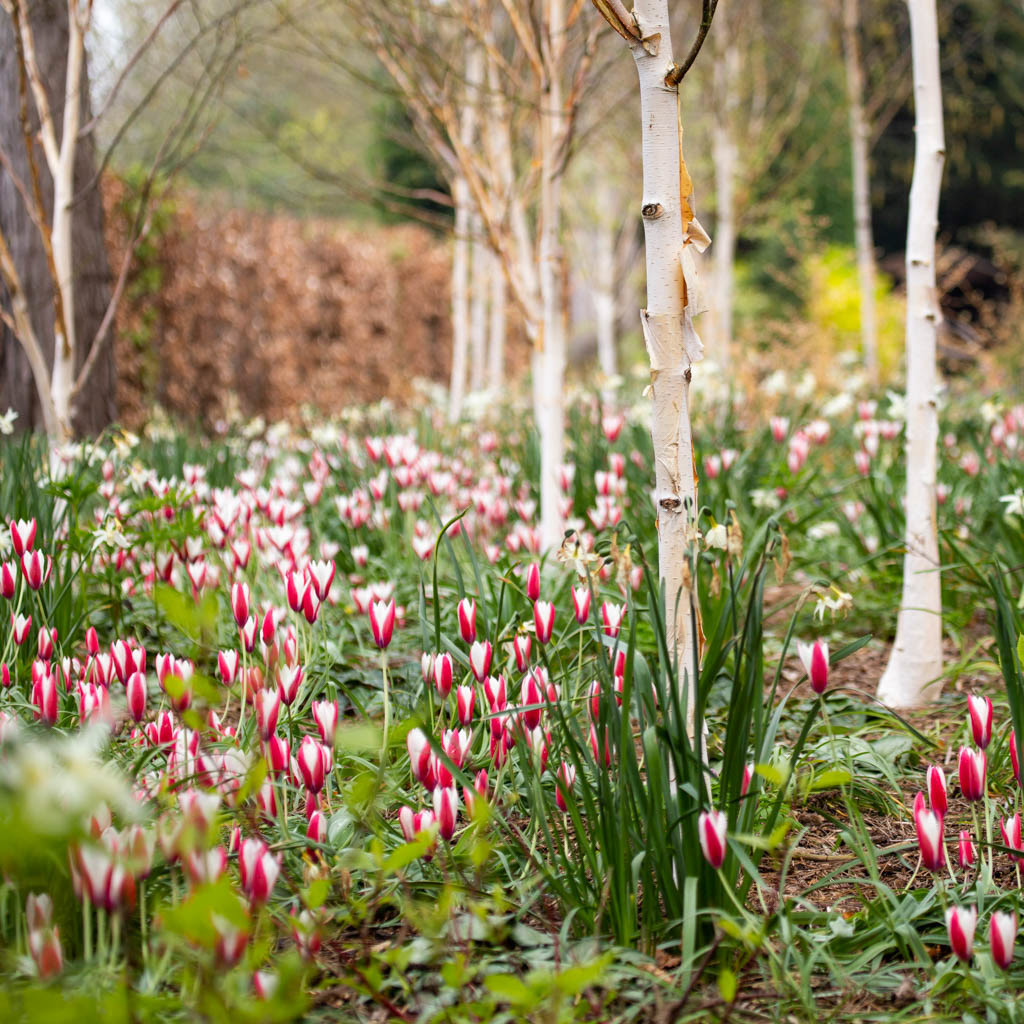 Tulip Festival Time