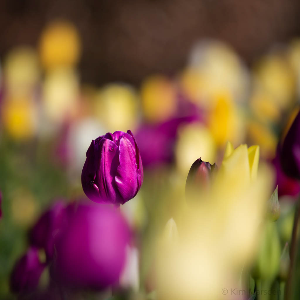 Tulip Festival Time