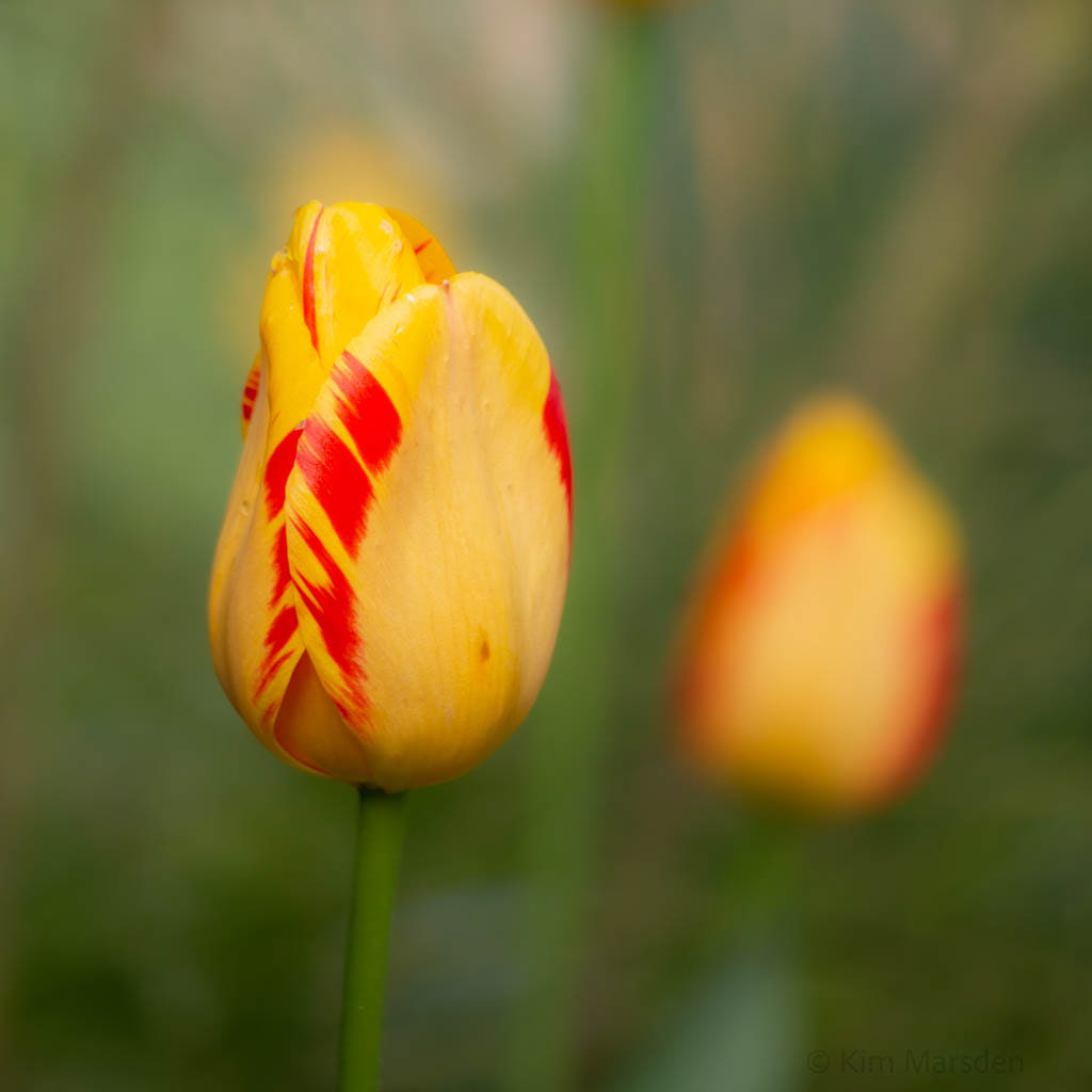 Tulip Festival Time