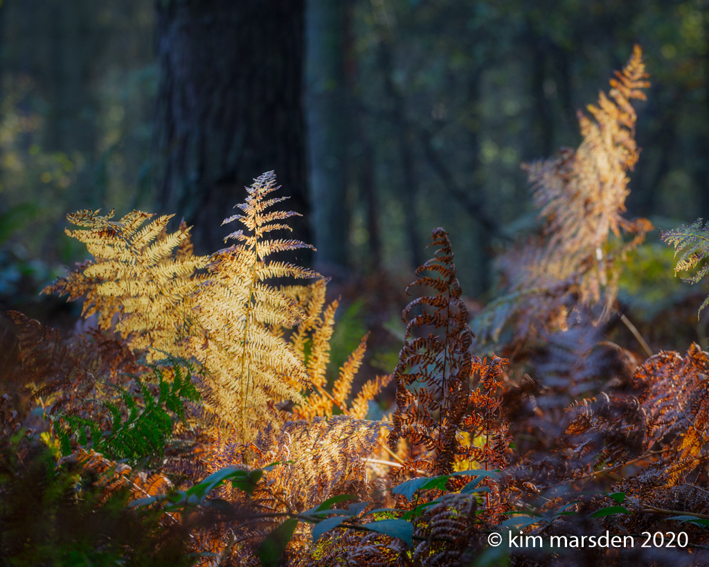 Autumn colour