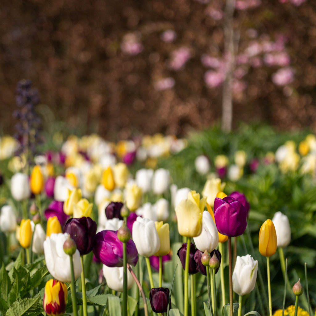 Tulip Festival Time
