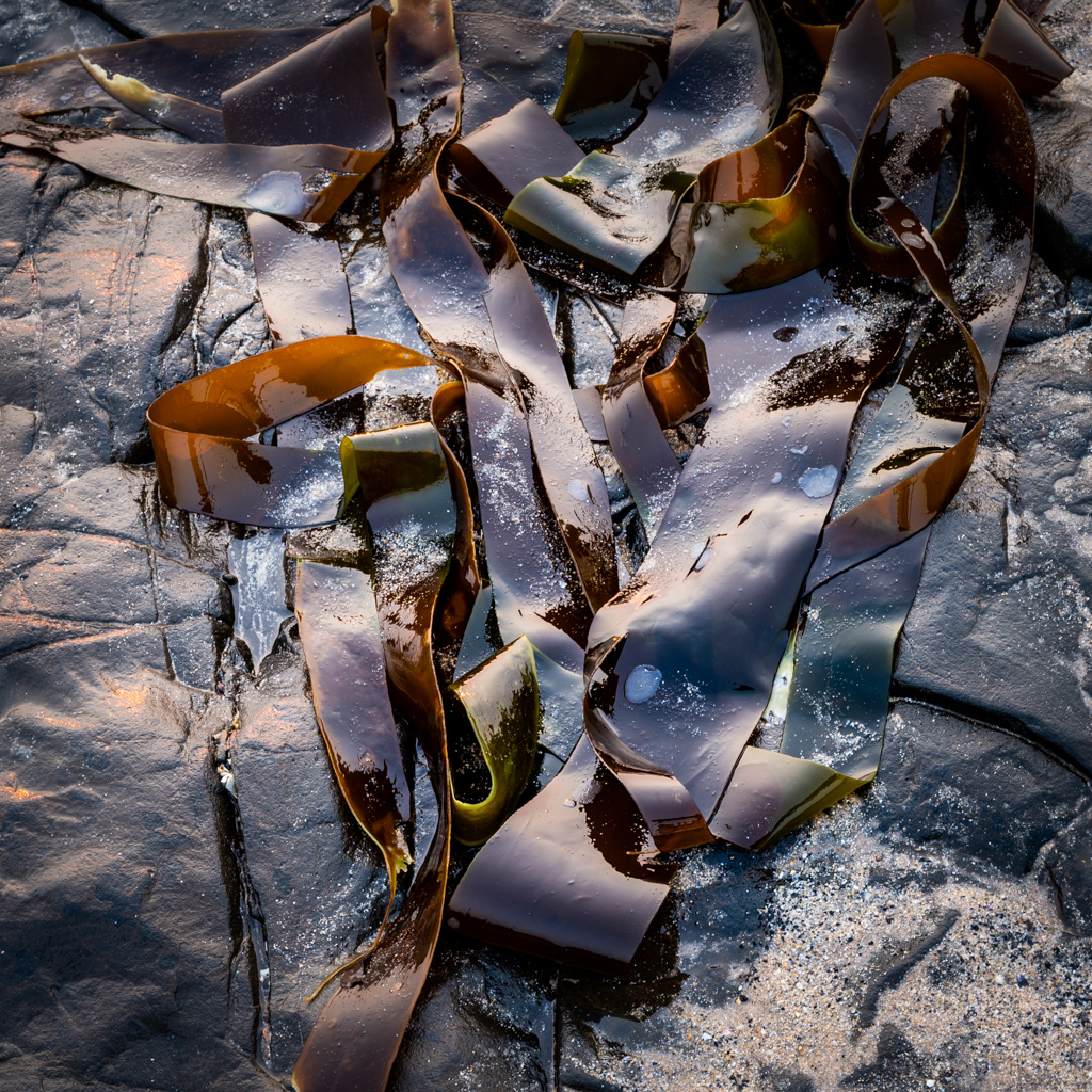 Low light on Kelp