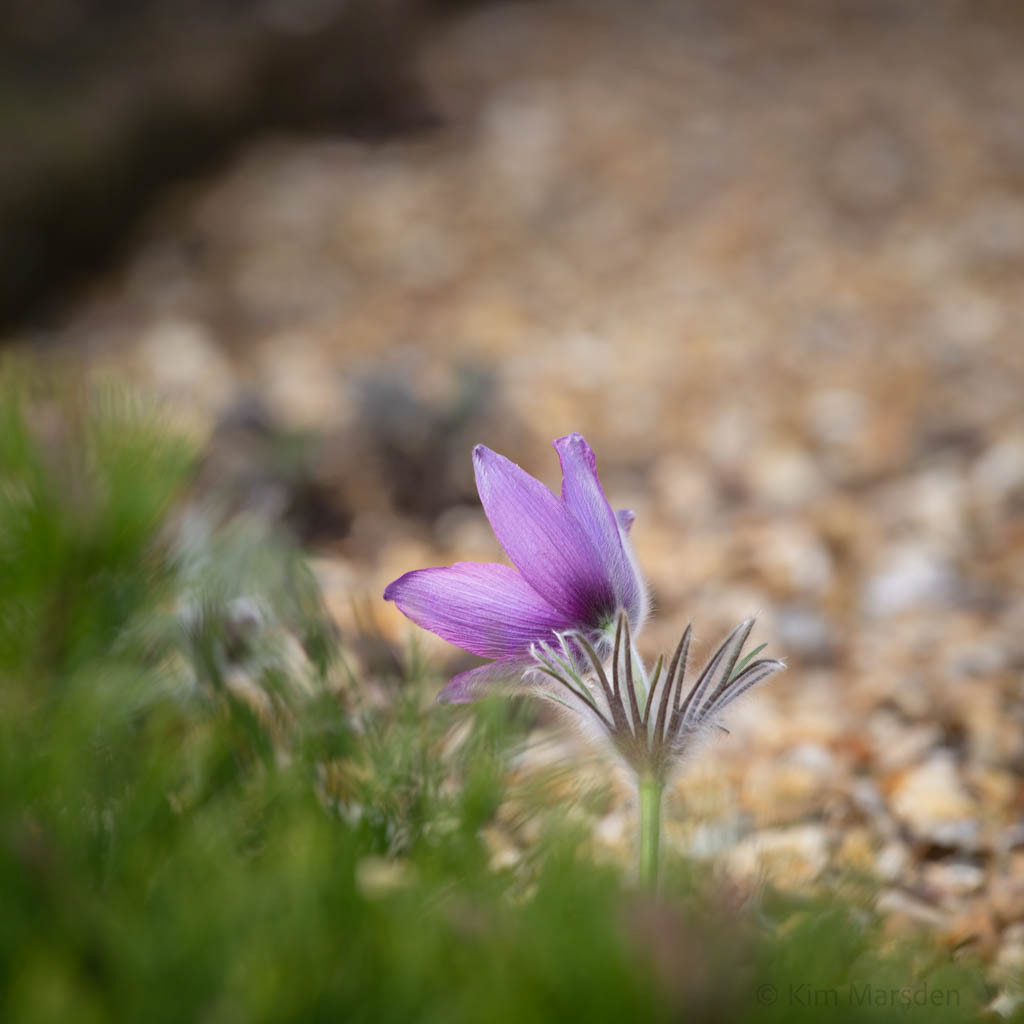 Rock Garden in Early Spring