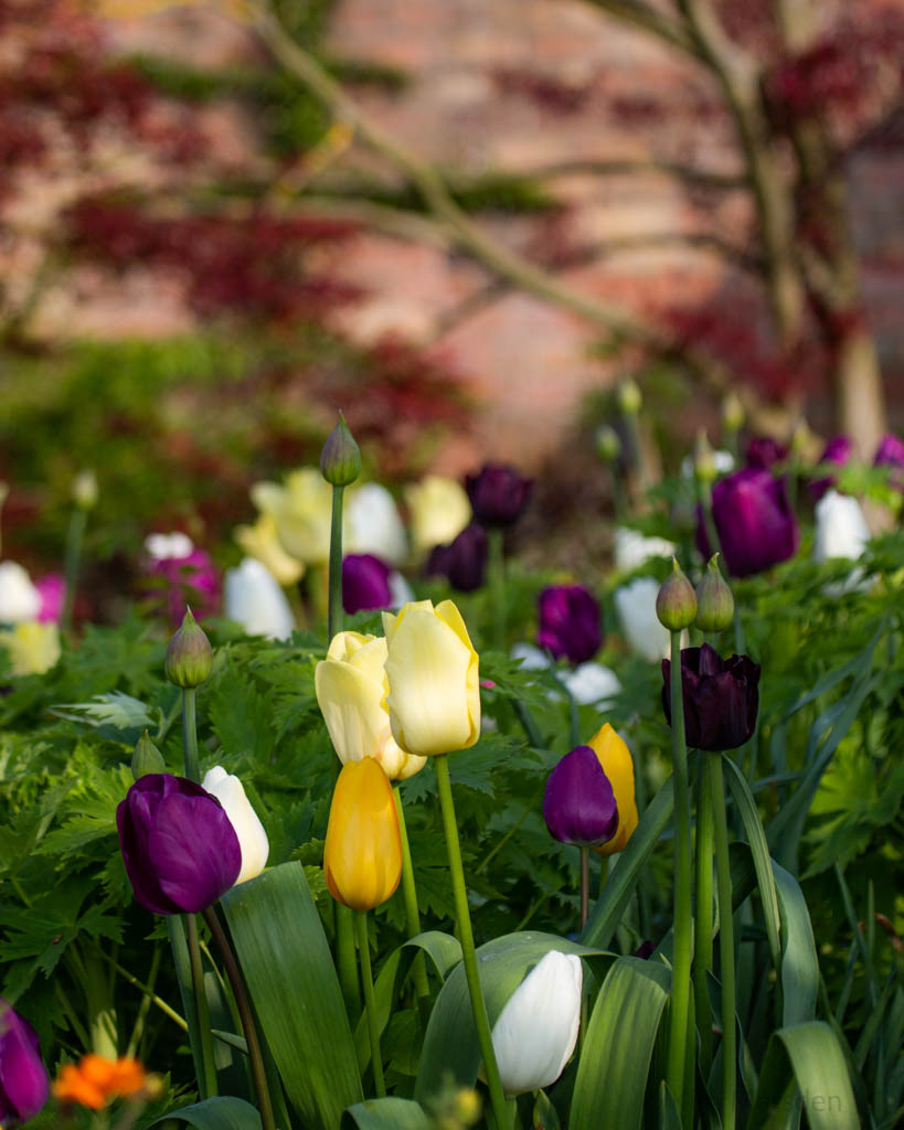 Tulip Festival Time