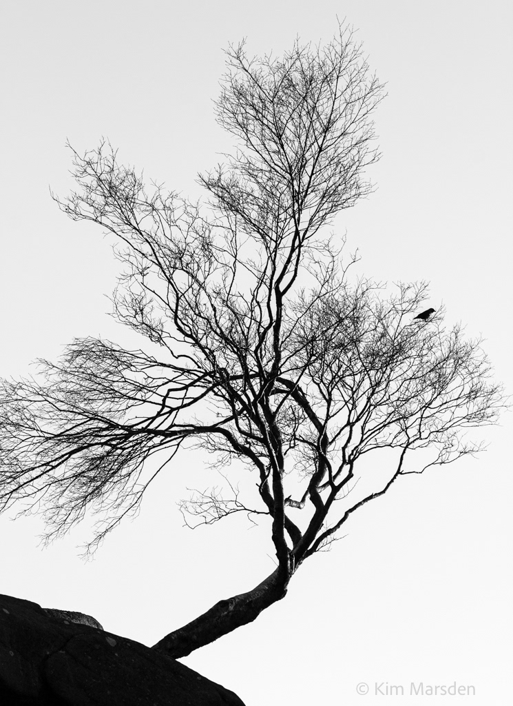 The bird in the tree