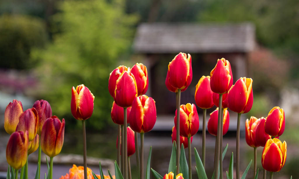 Tulip Festival Time