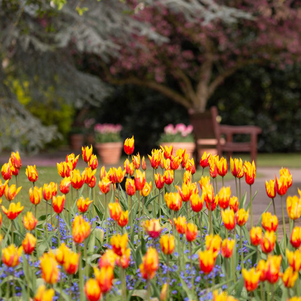 Tulip Festival Time