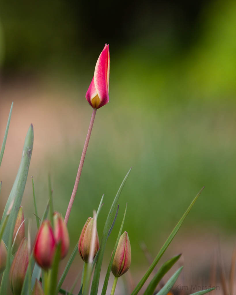Tulip Festival Time