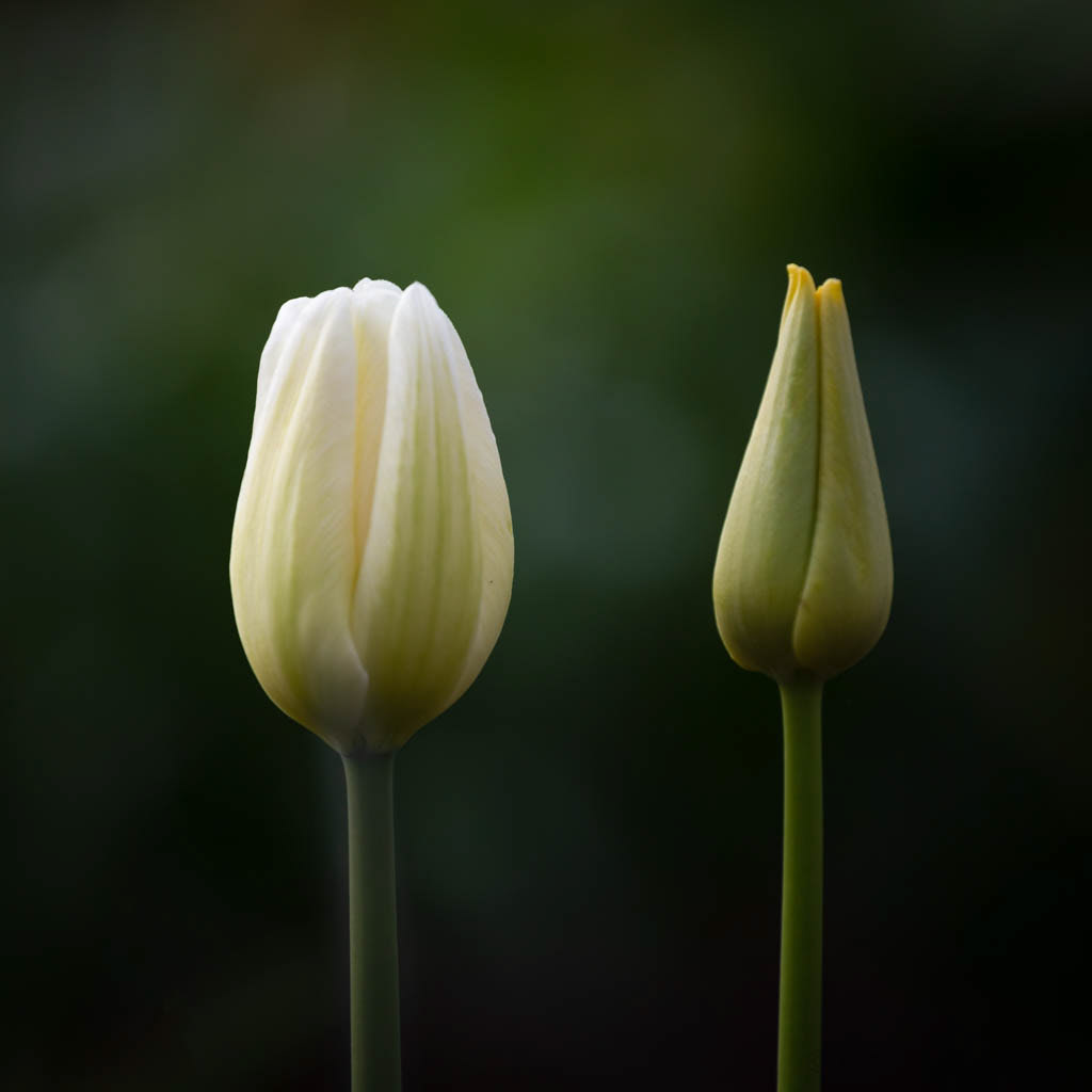 Tulip Festival Time