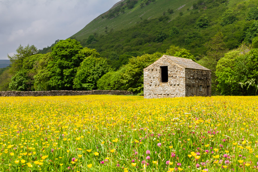 Wild Flower Meadow nr Muker