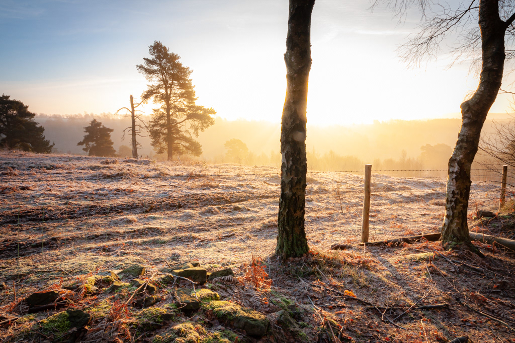 Cold clear dawn light in Keldy Forest