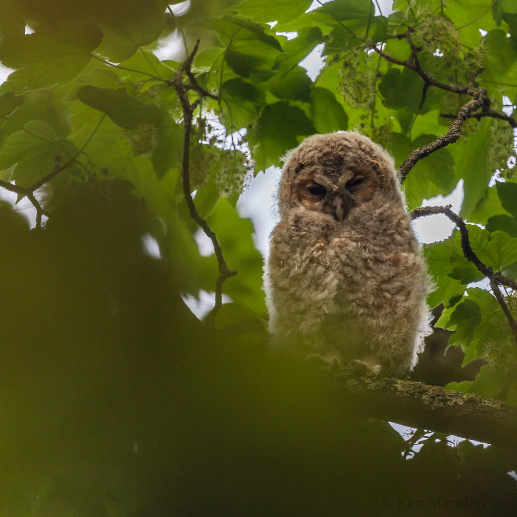 Baby owl in the stumpery