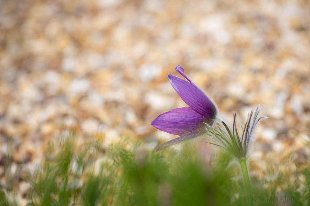Rock Garden in Early Spring