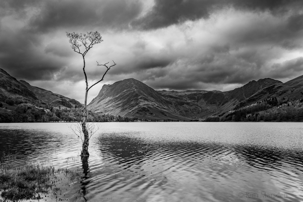 Lone tree - Buttermere on a very moody day - Perfect!!