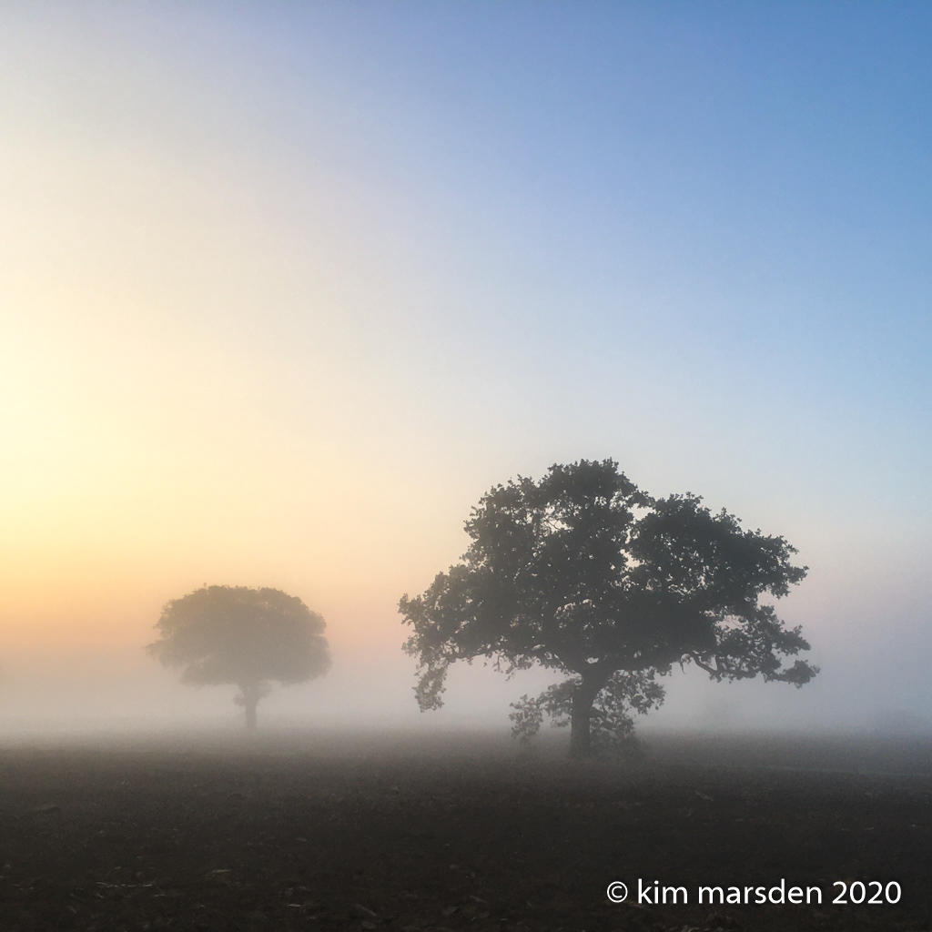 Mist & Morning Light