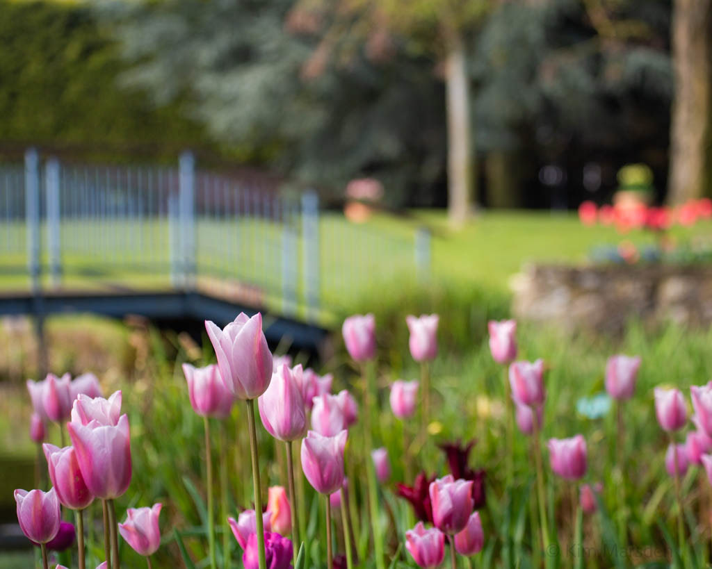 Tulip Festival Time