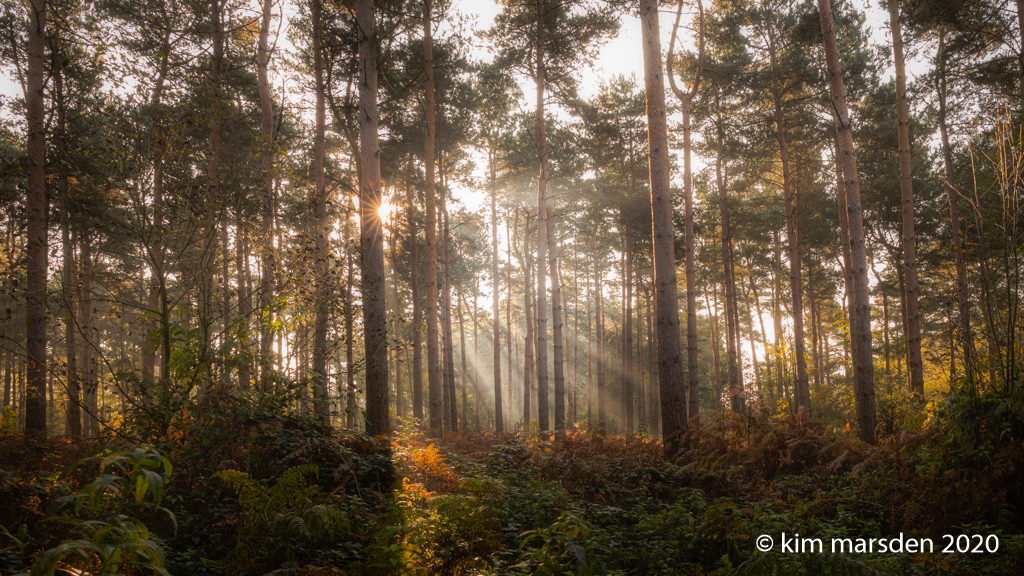 Woodland light