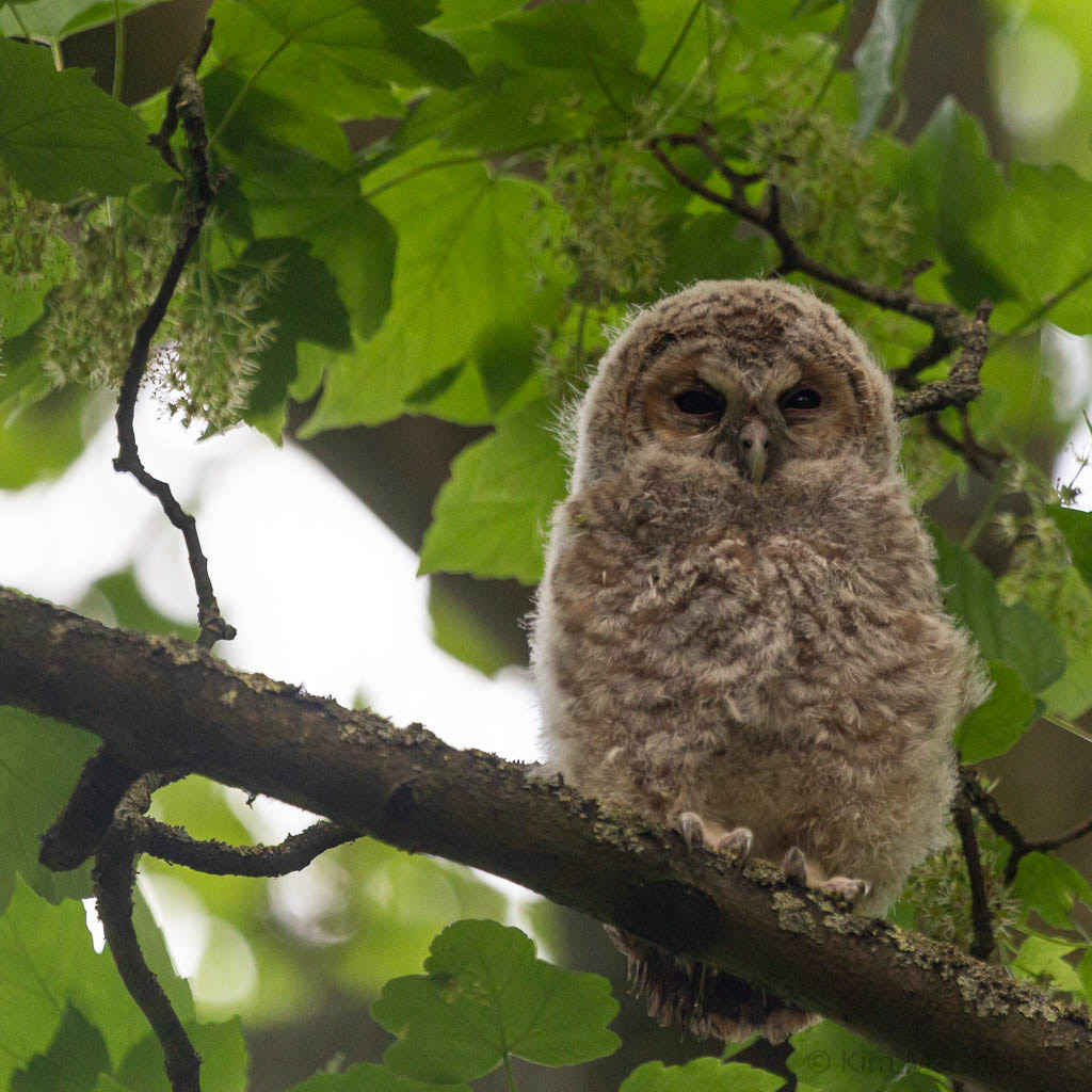 Baby owl in the stumpery