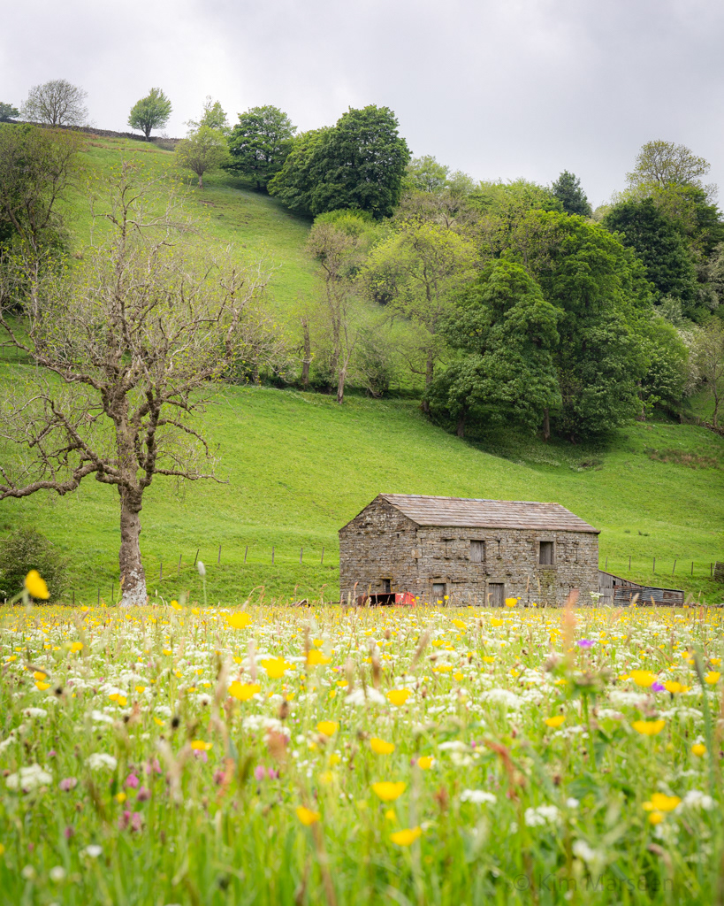 Wild Flower colours - nr Muker - Yorkshire Dales