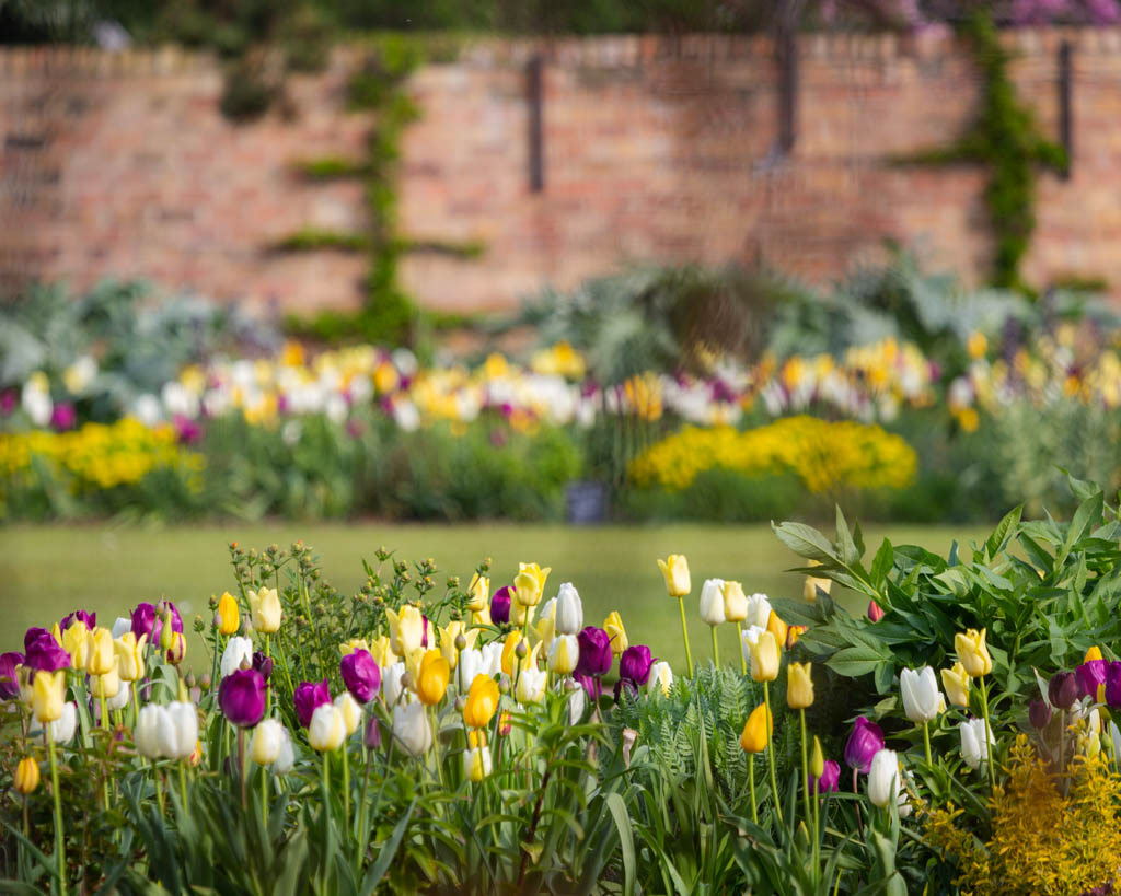 Tulip Festival Time