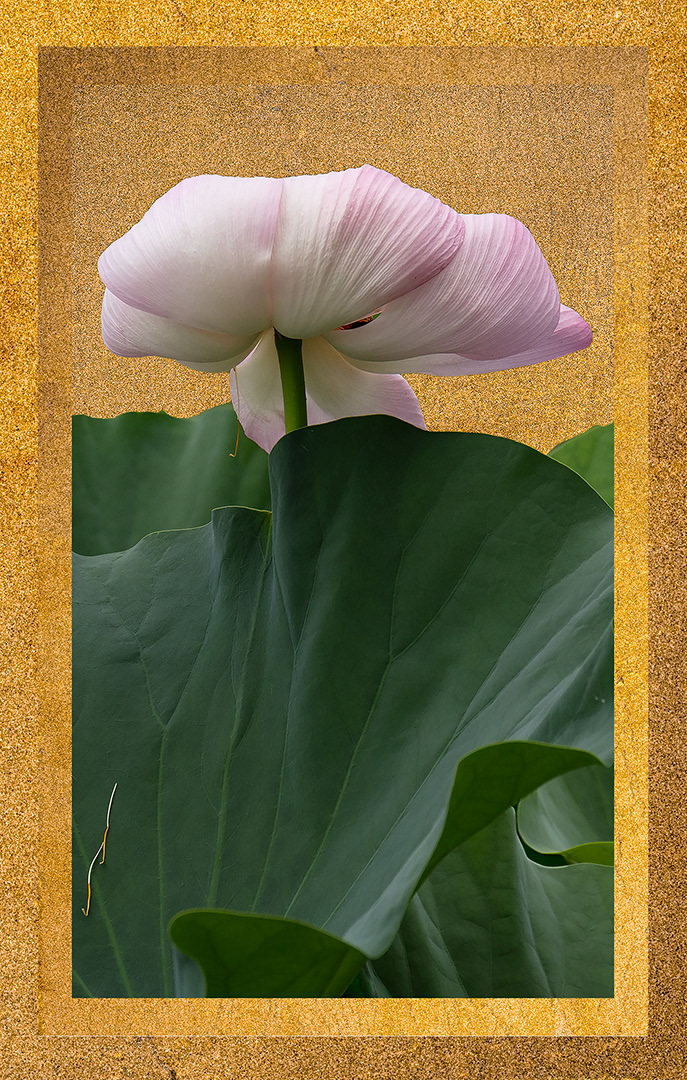 Odd Lotus