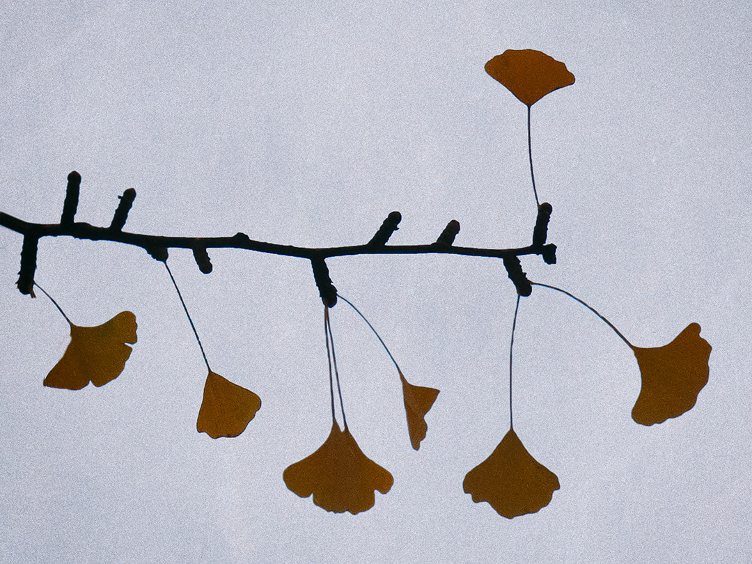 Gingko
