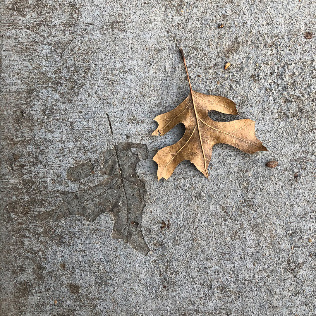 Leaves on concrete