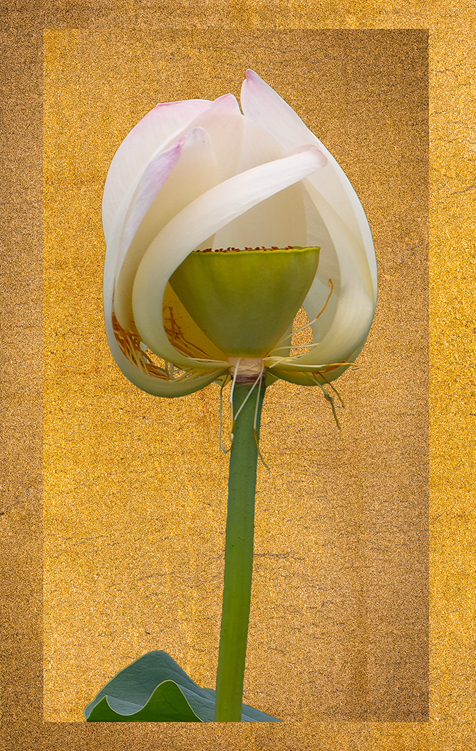 Sheltering Lotus