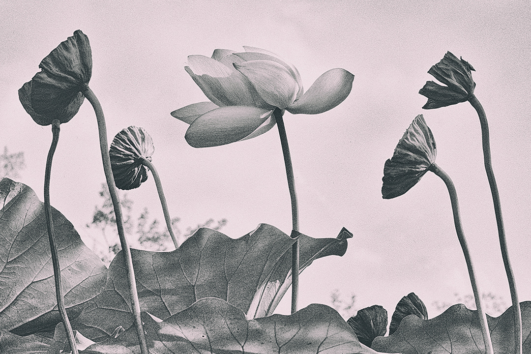 Lotus Flower and Pods