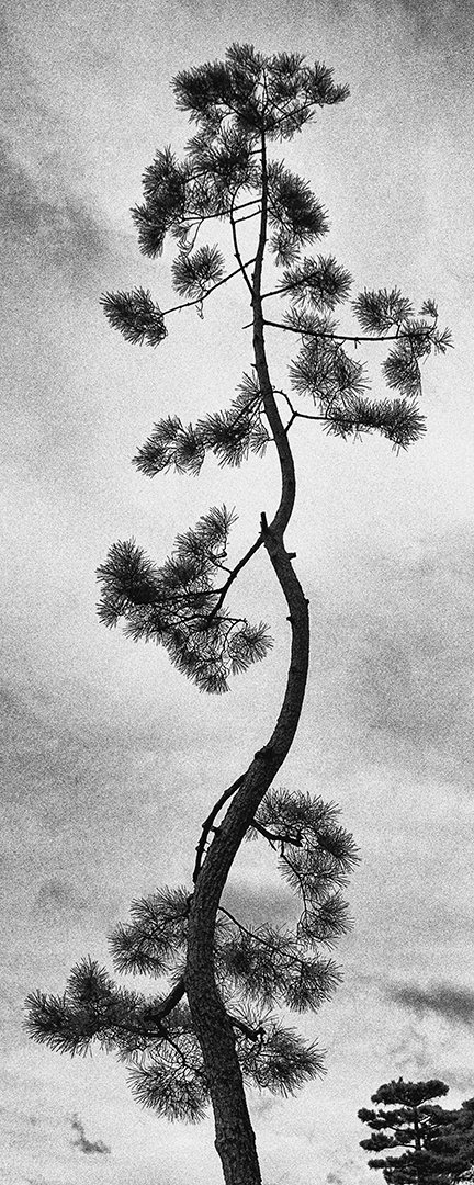 Tall Pine