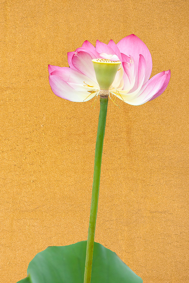 Lotus Blossom - Beauty