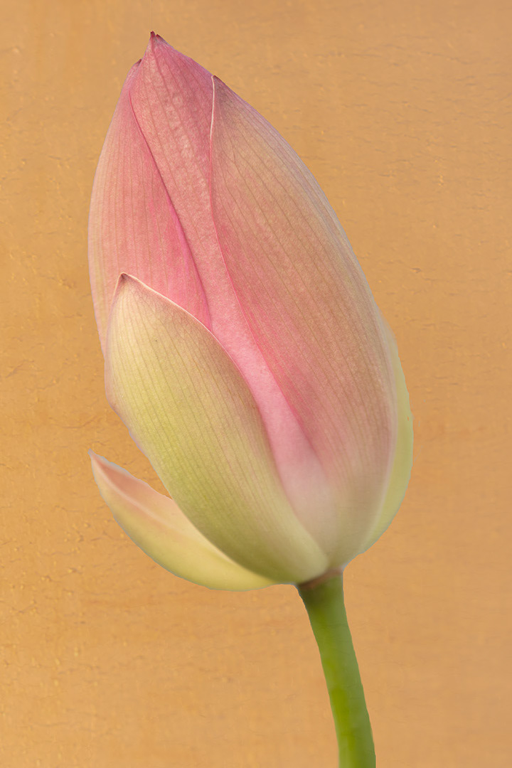 Lotus Bud