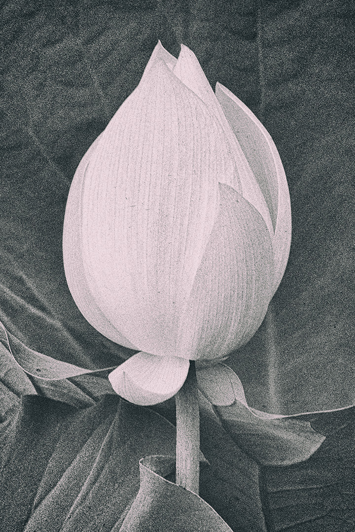 Lotus Bud