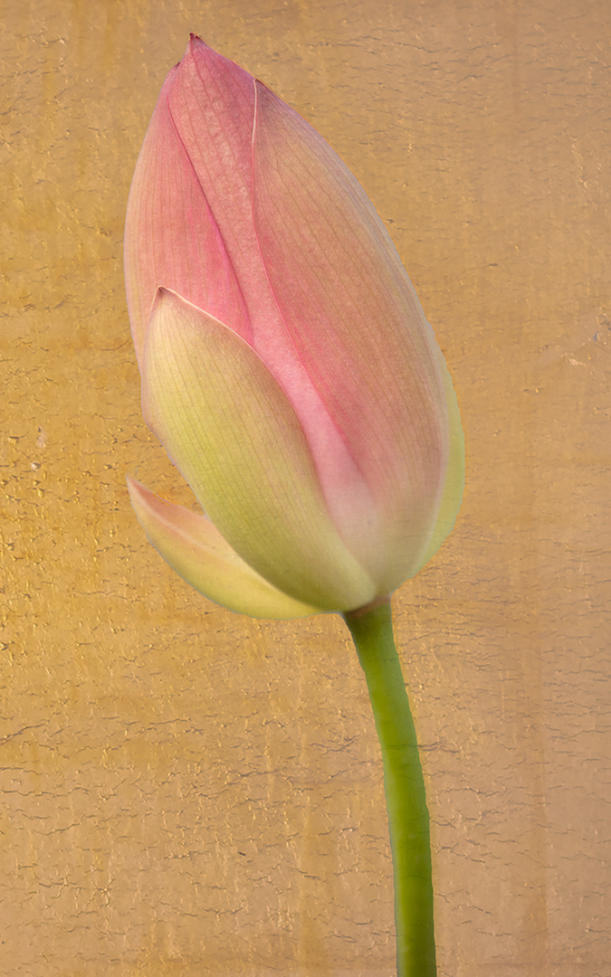 Lotus Bud