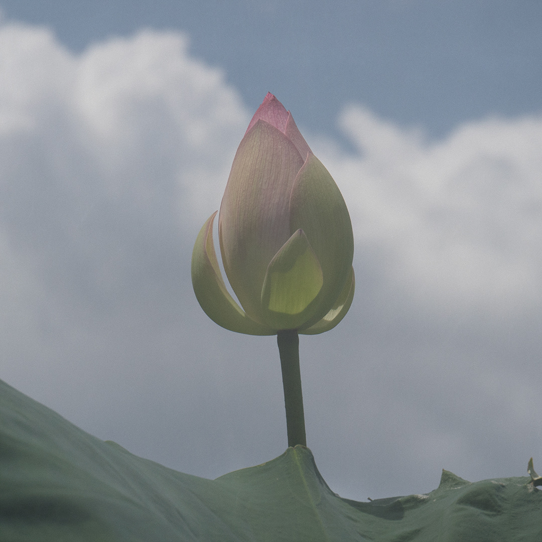 Lotus Bud