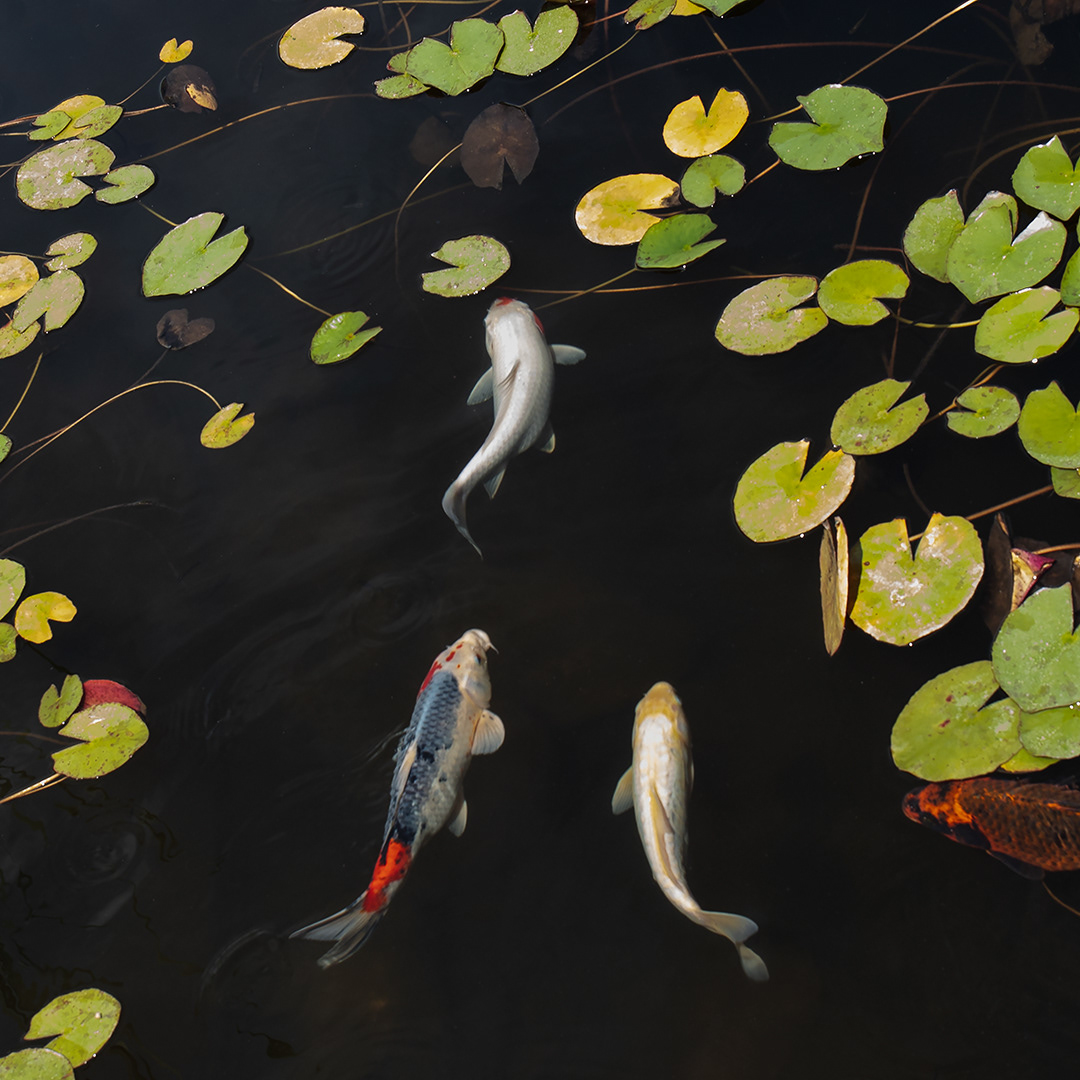Three Koi