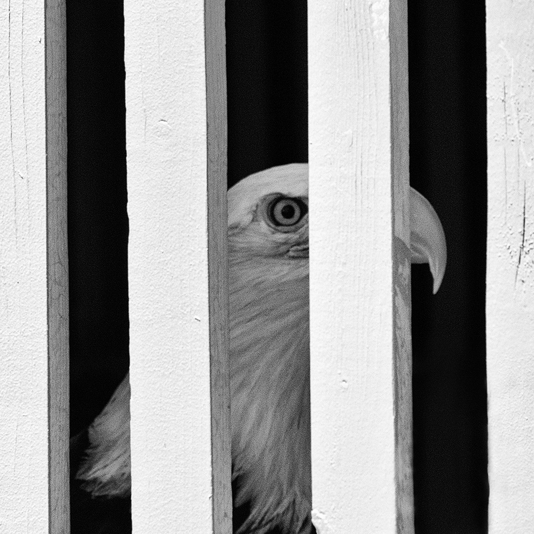 America's Symbol of Freedom