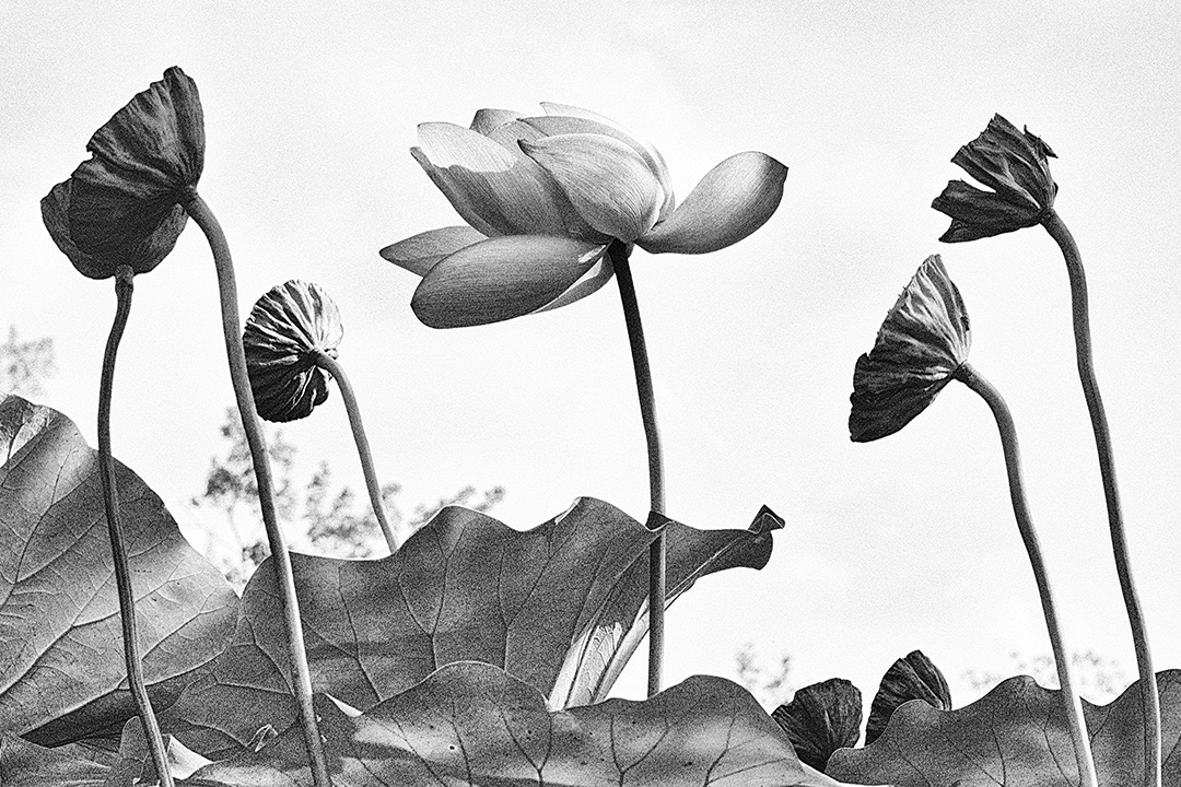 Lotus pods and blossom