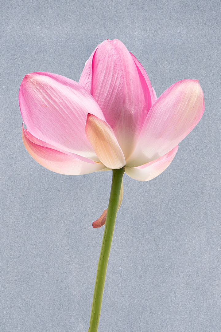 Lotus Blossom