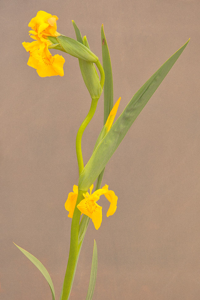Irises
