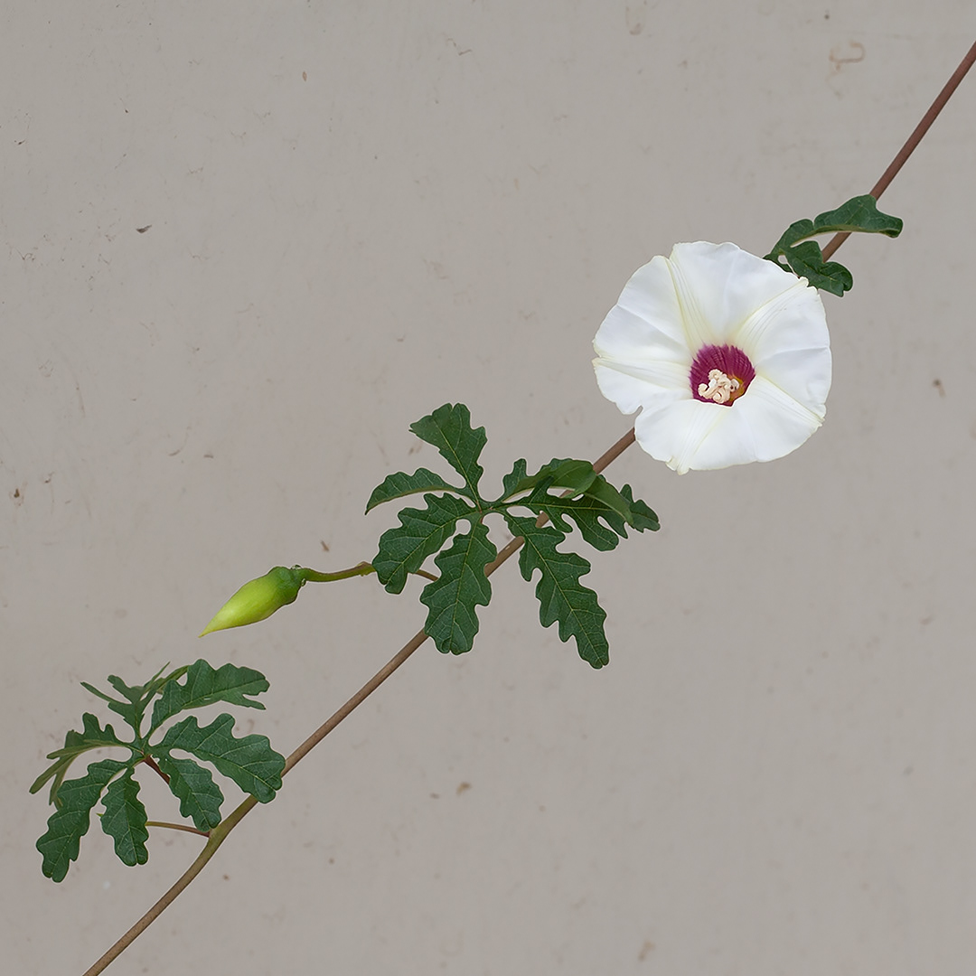 Vine on an alley wall