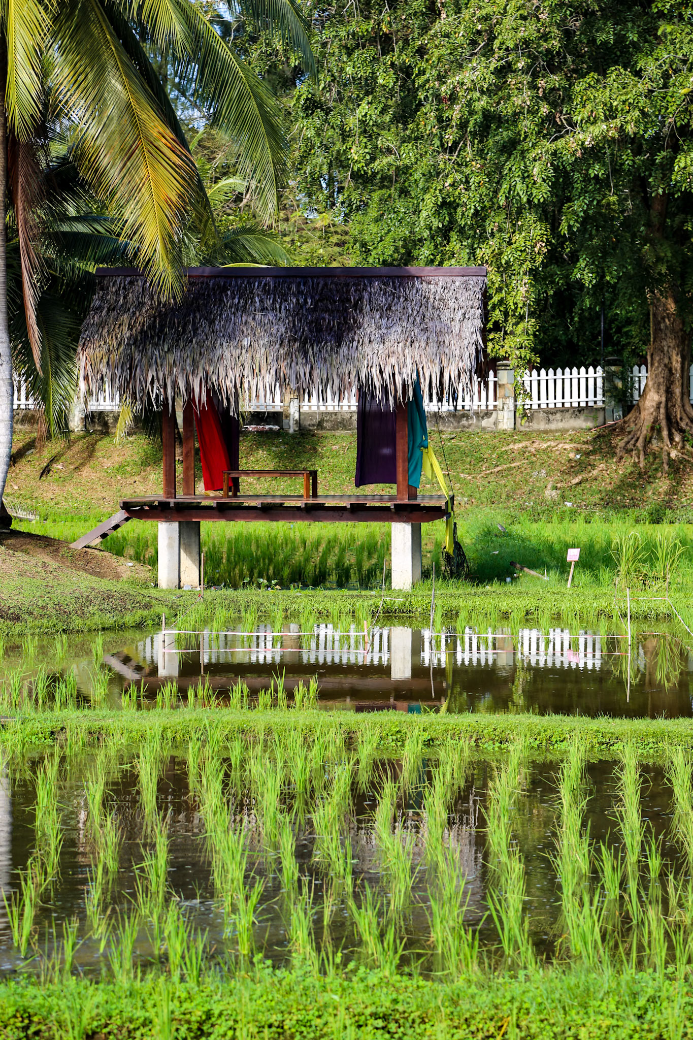 Rice Field, Malaysia